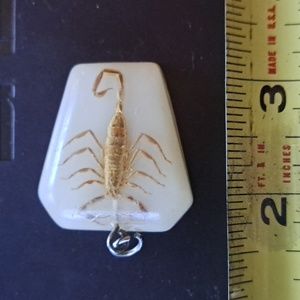 Real Scorpion in resin pendant